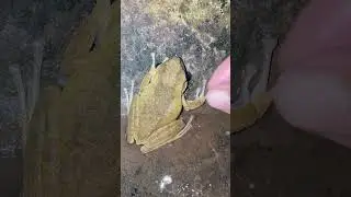Frog running funny l boing boing funny frog #amazingfrog #frog #funny #animals #funnyanimal