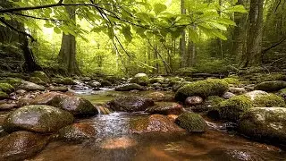 Forest Stream & Birdsong | Flowing Water Sounds for Deep Sleep & Relaxation