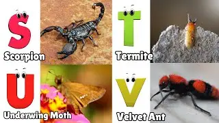 Insects & Bugs ABC Song for Kids | Alphabet Letters | Phonics for Kids
