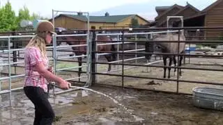 Gentling wild horses with water