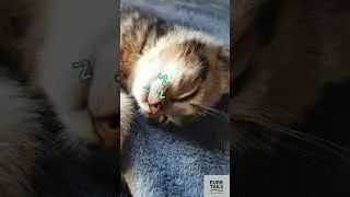 The Deep Purring Therapy 😼💛