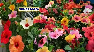 Wholesale plant Market Hibiscus flower || Cheapest Plant market in India 9062334424