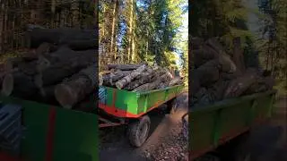 Brennholz fahren mit IHC 745 AS 🔥 | #tractor #case #diesel #caseih