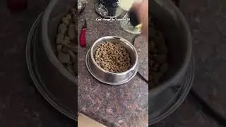 Picky Pup Only Eats Meal If Its Prepared!