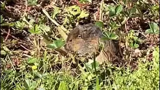 Thomomys Bottae - Botha&rsquo;s Pocket Gopher