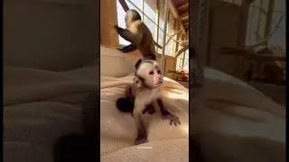 Zoo monkey rejected her baby 😭