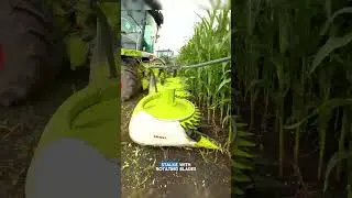Сбор урожая кукурузы
