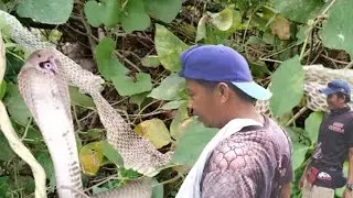 Mag-asawang Cobra sa ilalim ng Puno ng Papaya!!! 