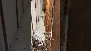 #flyingtermites #termites #bayer #pestcontrol #antitermite #doorframes #damage #krishnanagar #ozone