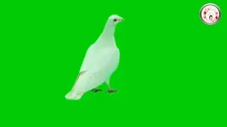 White Pigeon On Green Screen Chroma key Effects Sock Video