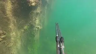 Dorada en la manga