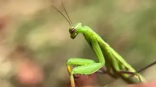 Sunday Mantid ee