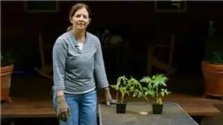 Spring Flower & Vegetable Care : Tomato Growing Secrets