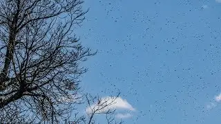 Gigantic Fly Swarm Caught on Camera