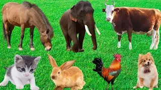 Farm Animal Food: Sheep, Rabbit, Cow, Horse, Buffalo, Chicken, Duck-A Natural Diet