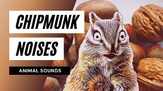 Animal Sounds Chipmunk Noises - Chipmunk funny moments