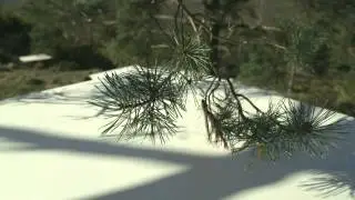 Tree, Scots Pine at N51 03.851 W00 41.820
