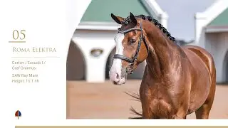 Lot 05 | Callaho Roma Elektra (Cartier x Escudo I x Graf Grannus)