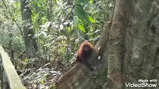 Red leaf monkey / maroon langur (sabah borneo)