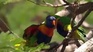 Colourful parrot green forest flowers rain bird's sounds nature WhatsApp status video