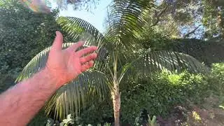 How to Grow Kentia Palms in Freezing Inland Climates