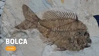 BOLCA - La storia che parte dai FOSSILI