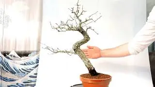 V&iacute;deo360&ordm; Bons&aacute;i Crataegus Monogyna. Espino Albar. Majuelo.ref.CGM01
