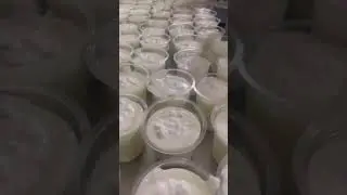 Malai Lassi - Jijau Dairy Farm Shikrapur, Wagholi, Kharadi #2023 #shorts #pune