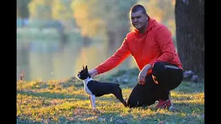 BOSTON TERRIER & MEGBÍZHATÓ TENYÉSZTŐK: Universe of Beauty Kennel, Szabó Bence, Boston Terrier