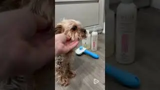 Doggie bath time essentials!