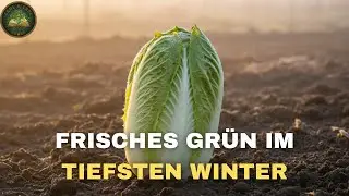 Zuckerhut &ndash; Der Wintersalat, den niemand mehr kennt