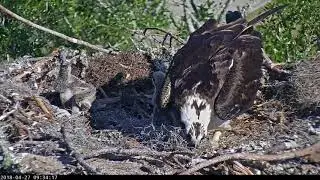 Osprey Chicks Have Full Crops After Feeding &ndash; April 27, 2018