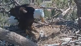 Big Bear Eagle Cam - BONKING FESTS ! .& SEE WHAT SHADOW DOES !  . 4/19/19
