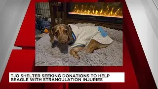 TJO seeking donations to help with strangled dog&rsquo;s recovery
