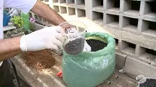 Cascas de castanhas de caju são usadas na produção de mudas