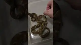 TOUCHY FER DE LANCE!!! #ferdelance #bothropsatrox #bothrops #venomoussnakes #snakes