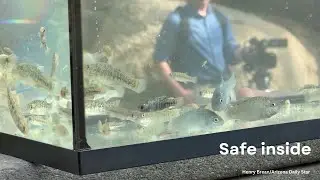 Endangered fish find new home at Biosphere 2