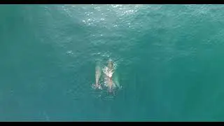 Northern bottlenose whales from above