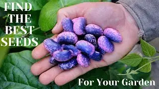 How to Find The BEST SEEDS For Your Garden