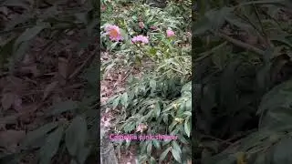 PINK SHOWER (pink goddess) camellia hiemalis.