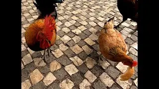 Rooster steals bread but hen steals the rooster's bread GOPRO9 4K 25fps