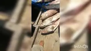 CAUGHT 20kg GROUPER -FISHING AT HAYAT