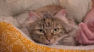 Pet Rescue Crew: meet Slug Bug