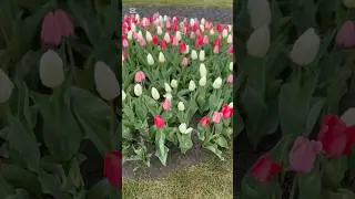 Tulips Farm visit 2025 #tulip