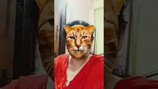 বিল্লু তাড়াতাড়ি পালা #cat #funny #comedy