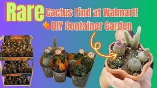 I Found a RARE Costa Farms Cactus at Walmart! 🌵🛒 + DIY Cactus Garden