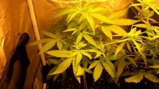 culture cfl floraison + 4
