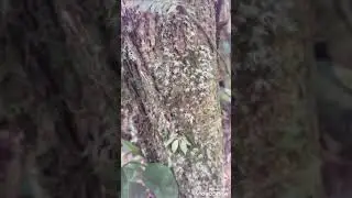 Tipos de l&iacute;quenes