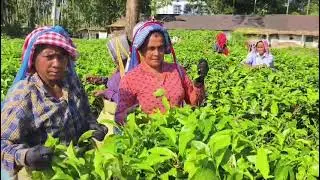 Dooars Tea Gardens