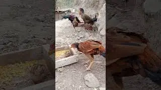 #murghe #chicken #aseelmurga #chickenrecipe